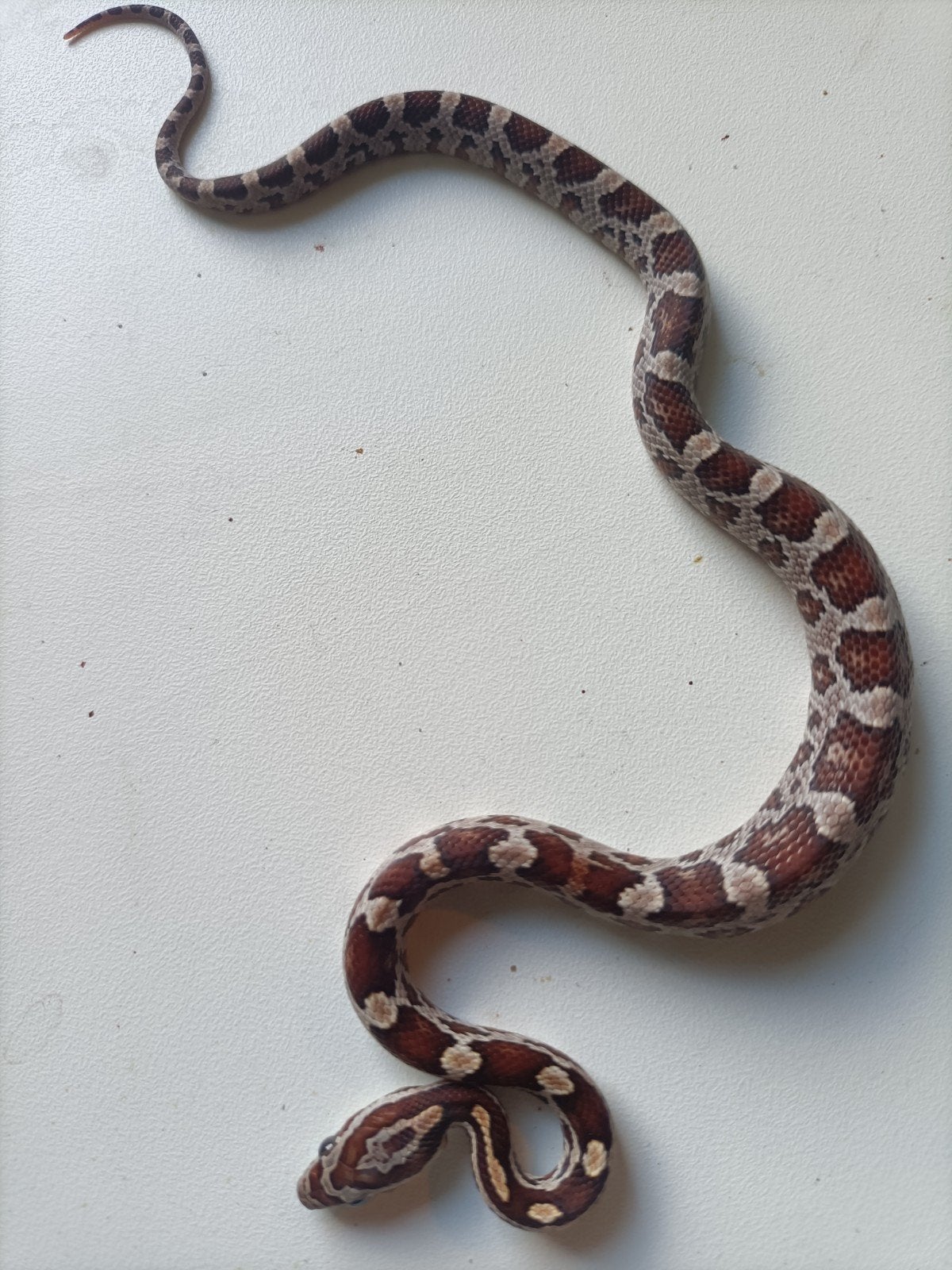jonge rattenslangen Rat Snake photo 14