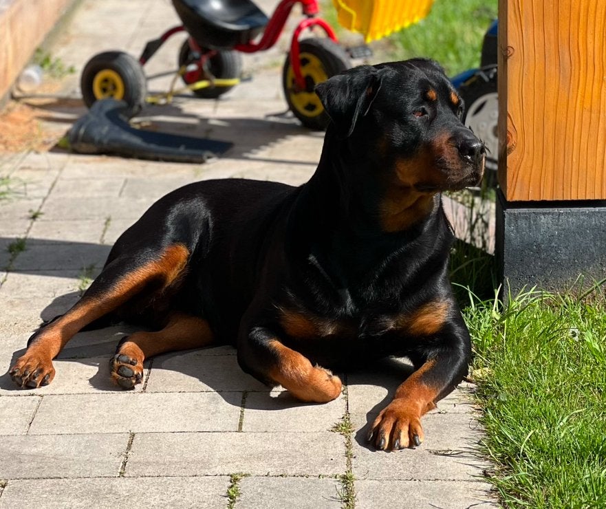 Rottweiler, 6 jaar of ouder, Teef, Eén hond, Rottweiler
