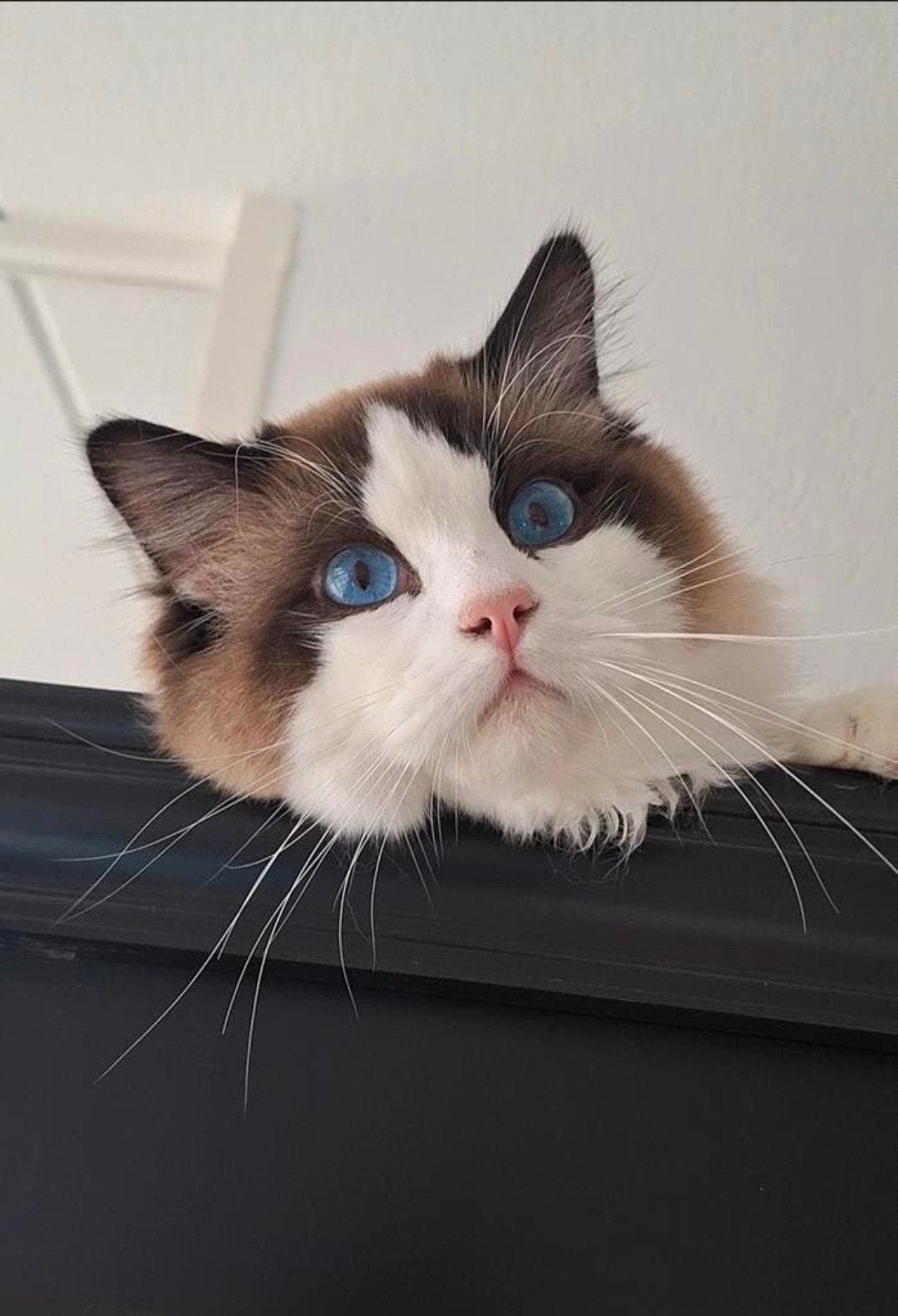 Ervaren dekkater ragdoll Seal Bicolour met Stamboom, Dieren en Toebehoren, Kater