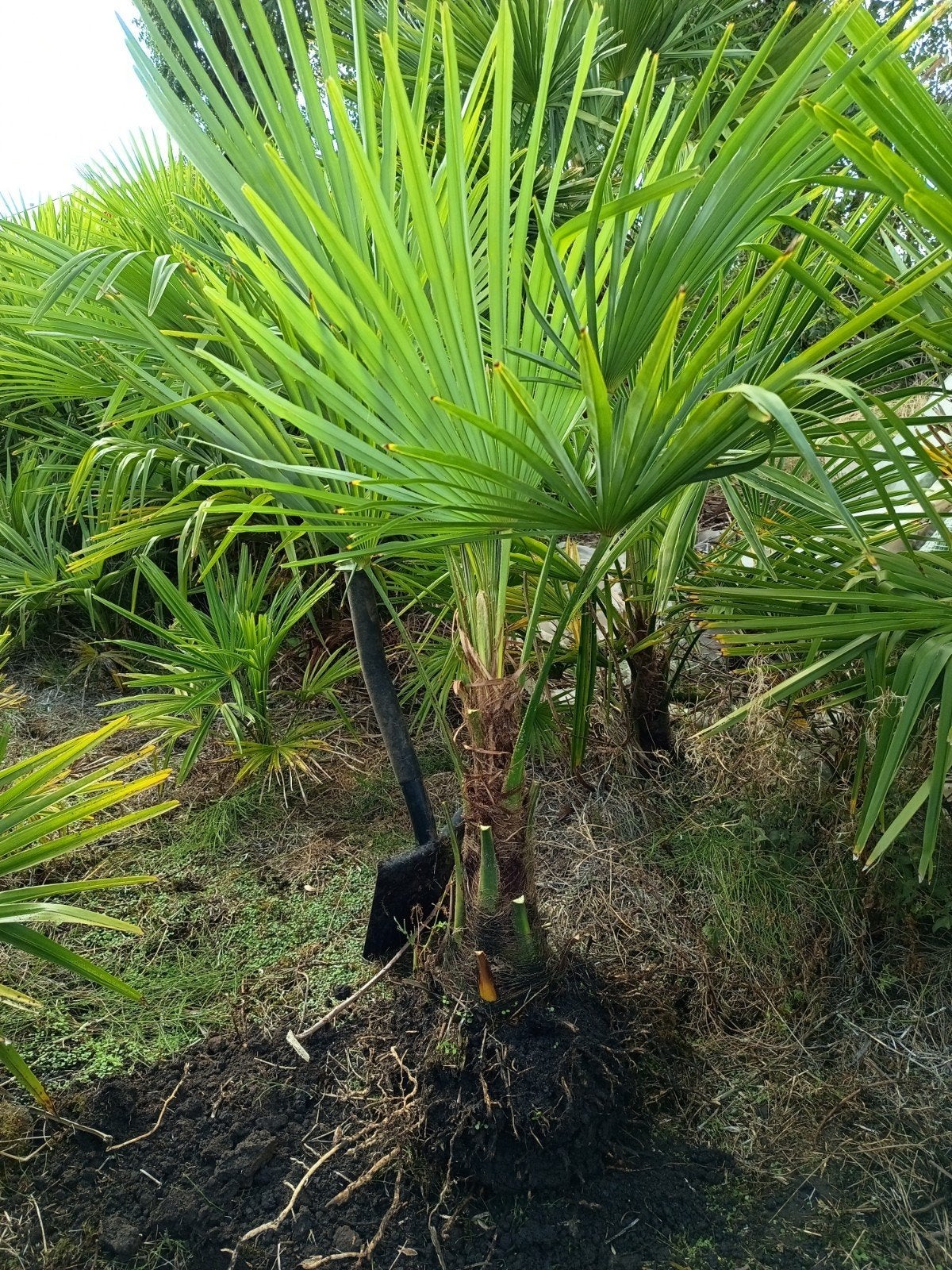 Trachycarpus Fortunei Winterharde Palm - 1.85m hoog, Overige soorten, Volle zon, Vaste plant, Ophalen of Verzenden