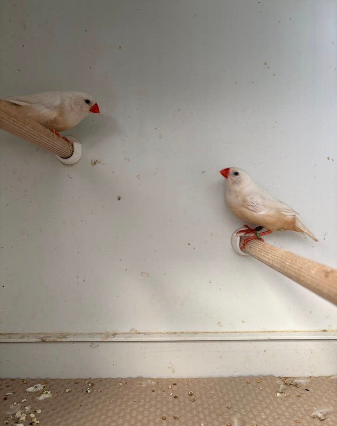 2 koppels zebreavinken isabel bruin, Dieren en Toebehoren, Meerdere dieren