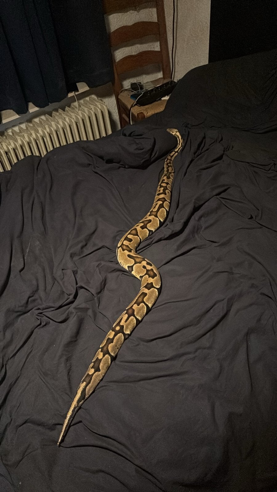 Koningspython met terrarium Ball Python photo 4
