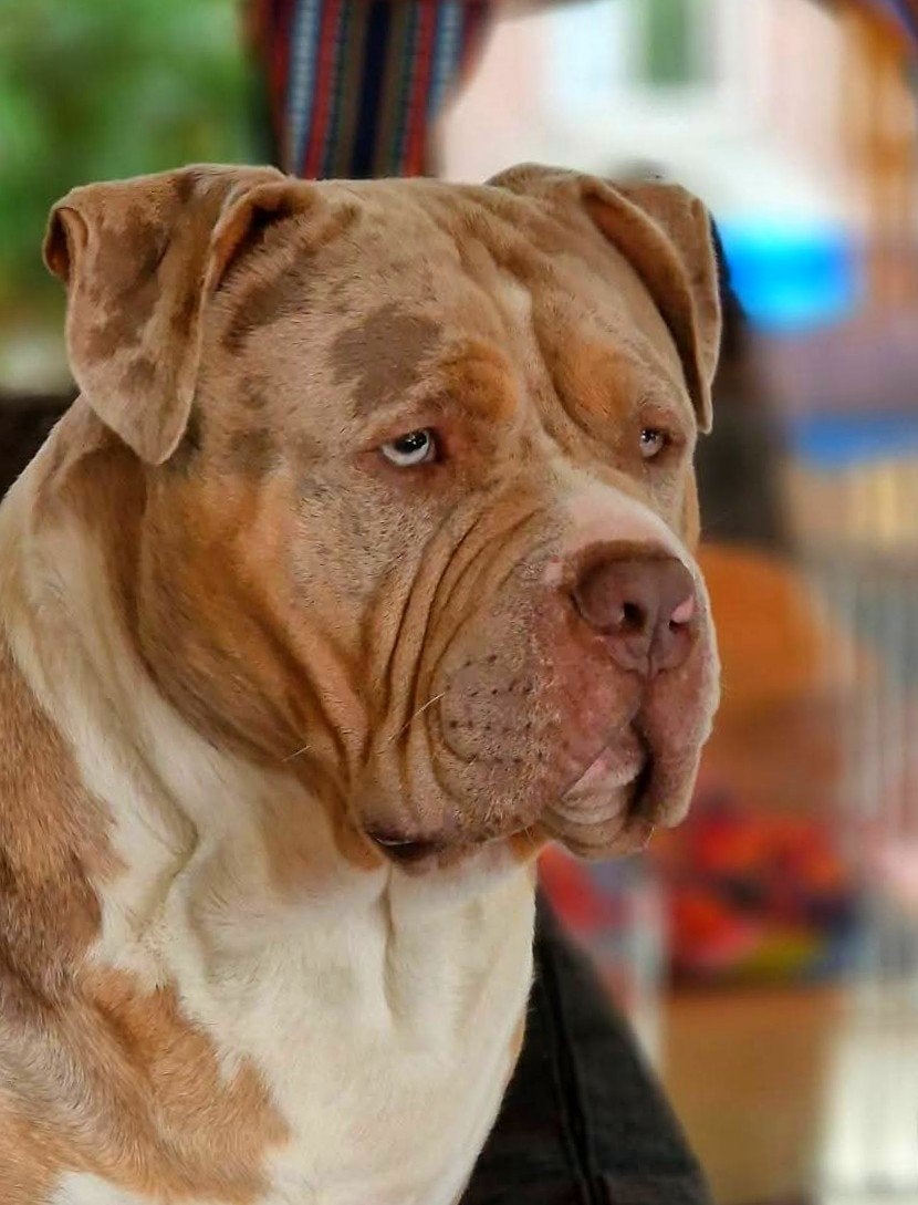 American Bully xl Dekreu *Ervaren *ABKC *Getest, Eén hond, 3 tot 5 jaar, Nederland, Particulier