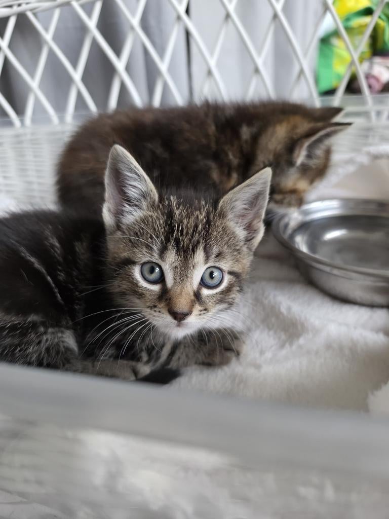 kittens te koop150€/stuk, Poes