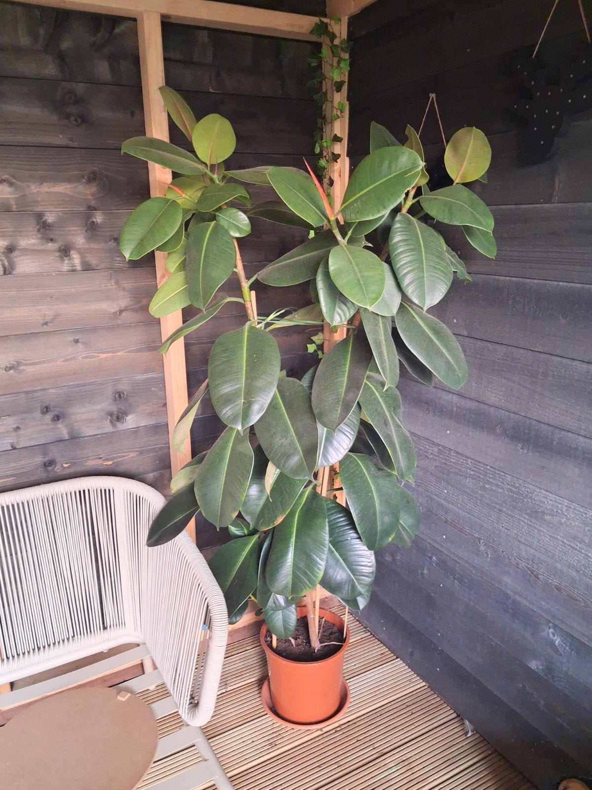 Plant Indische Rubberboom, Ophalen, Bloeit niet, Overige soorten, Volle zon