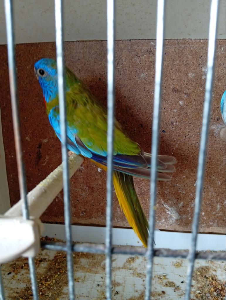 Splendid cinnamon violet  24, Dieren en Toebehoren, Vogels | Parkieten en Papegaaien, Mannelijk, Parkiet, Geringd