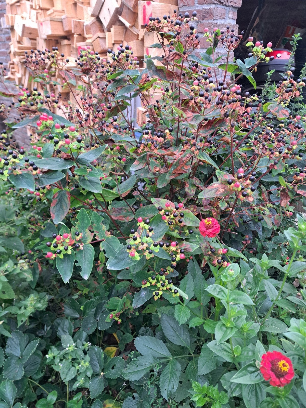 Gratis herfsthooi, Tuin en Terras, Planten | Struiken en Hagen, Ophalen, Overige soorten