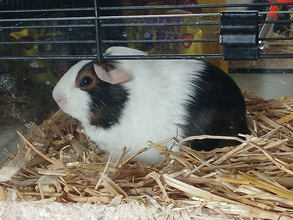Cavia, Dieren en Toebehoren, Knaagdieren, Cavia, April, Vrouwelijk, Tam