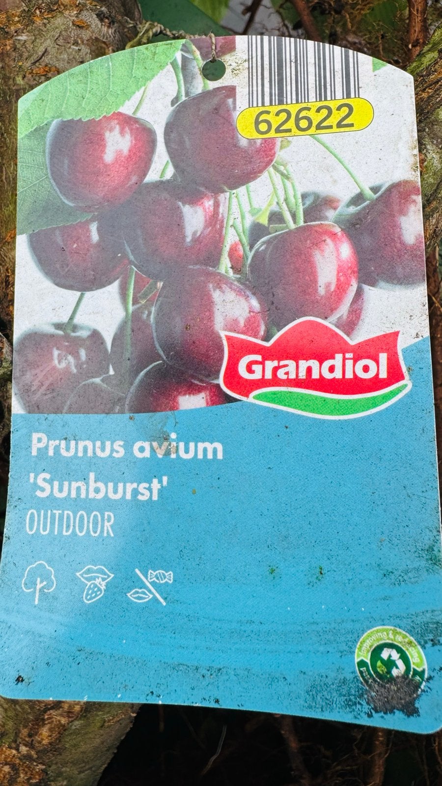 Prunus avium 'Sunburst' - Zoete Kersenboom, Tuin en Terras, Overige soorten, Lente, 100 tot 250 cm, Ophalen