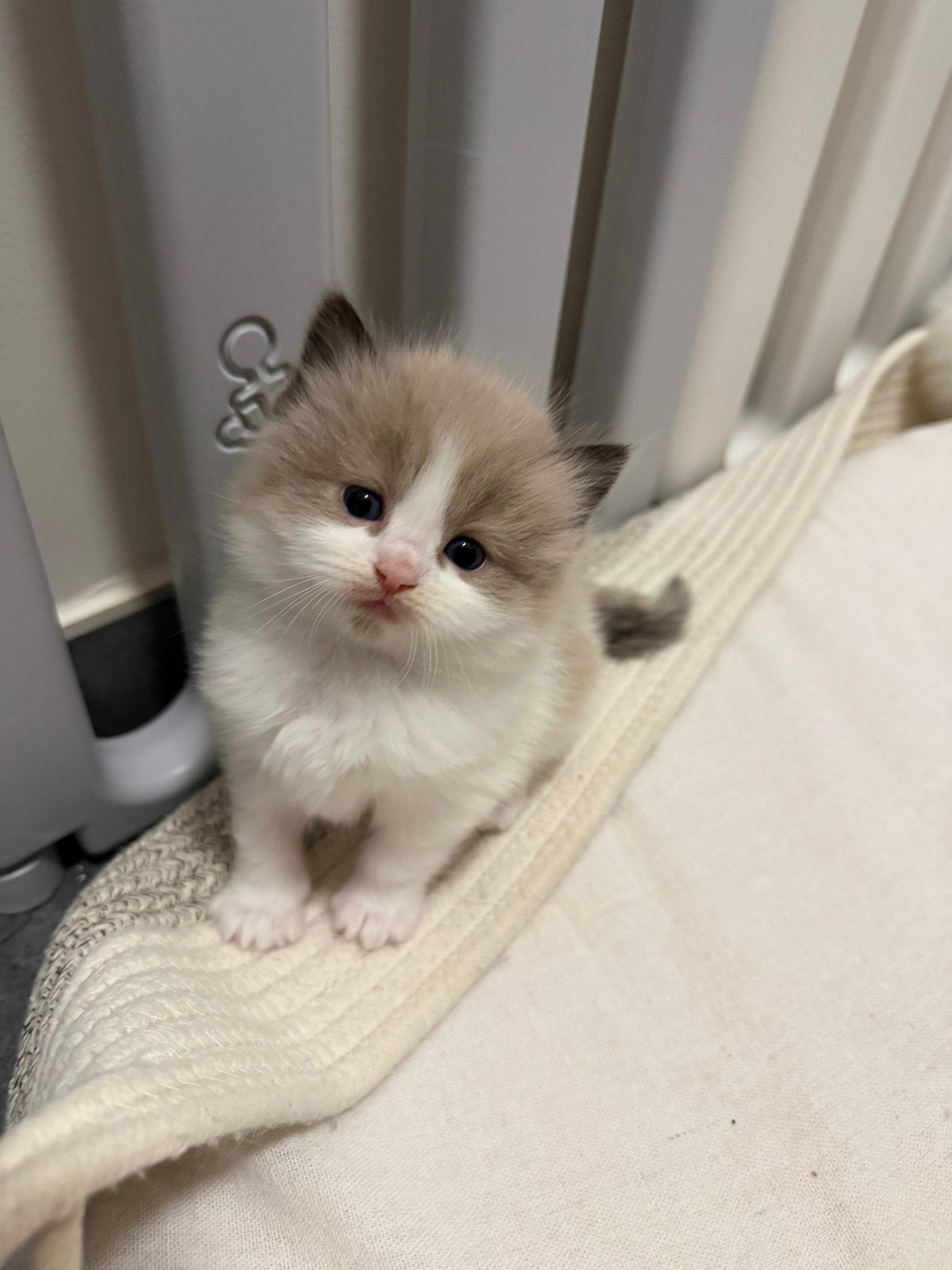 Ragdoll kittens beschikbaar, Poes, Ontwormd