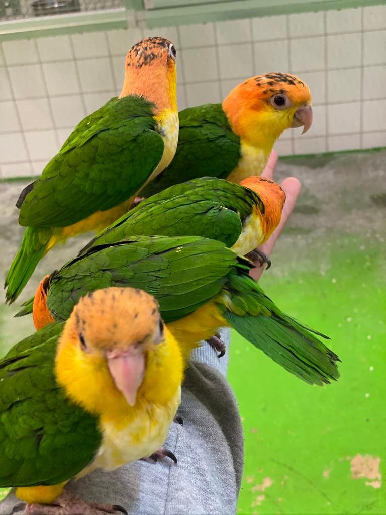 Jonge roestkop caique’s, Dieren en Toebehoren, Meerdere dieren, Papegaai, Pratend