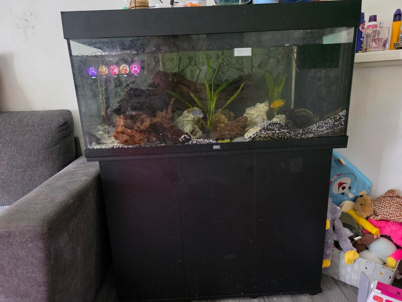 vissen aquarium, Dieren en Toebehoren, Vissen | Aquaria en Toebehoren, Ophalen of Verzenden