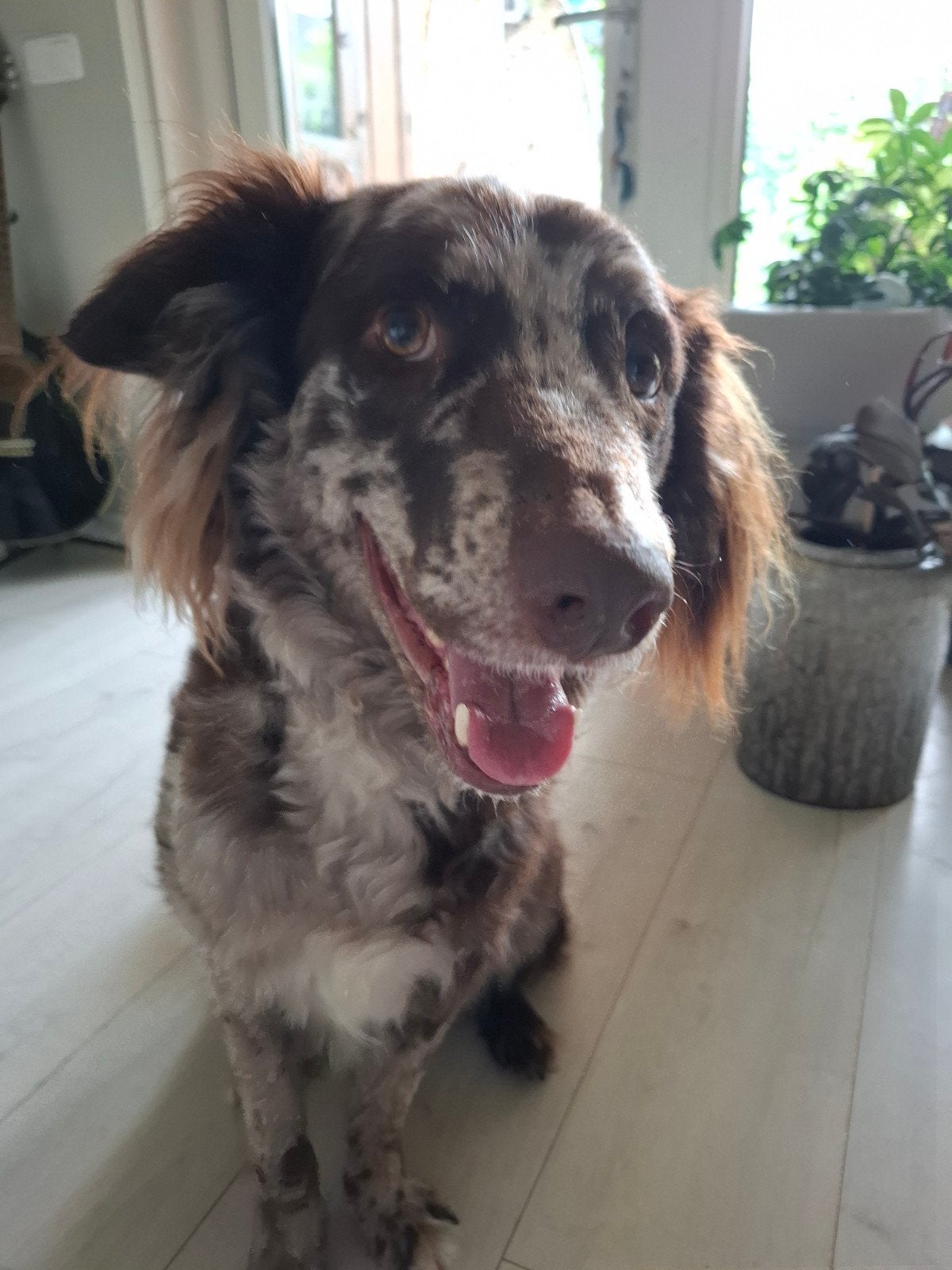Mudi Ollie van net 2 jaar oud (herplaatsing), Reu, 1 tot 2 jaar, Parvo, Eén hond