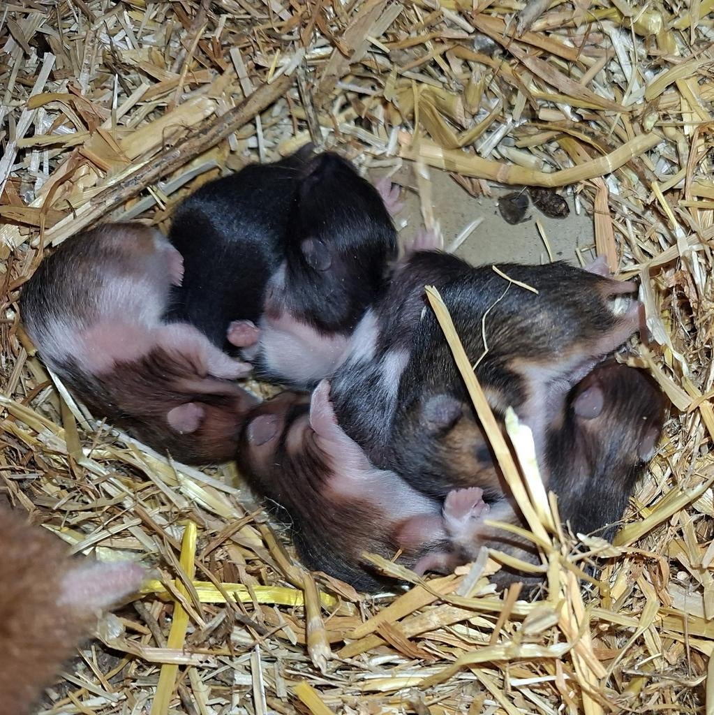 Kindvriendelyke syrische hamster goudhamster van hobbyfokker, Dieren en Toebehoren, Knaagdieren, Hamster, April, Meerdere dieren