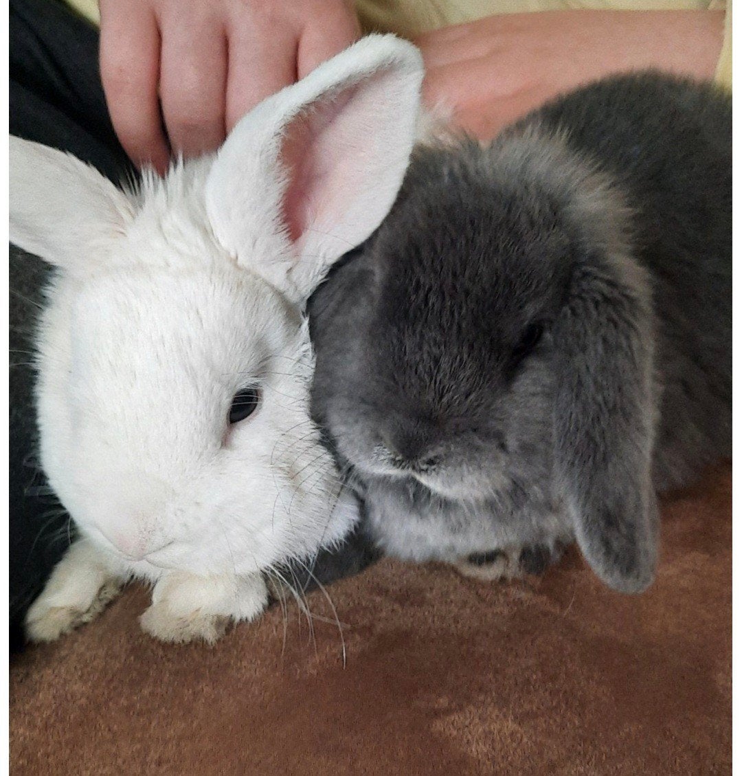 Konijnen koppel van 1 jaar, Dieren en Toebehoren, Konijnen, Meerdere dieren, Dwerg