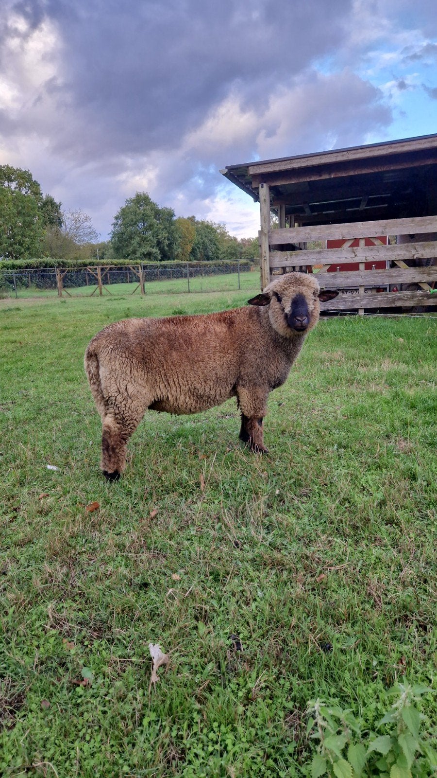 Te koop / ruilen: Hamshire down Ram, Mannelijk, Schaap