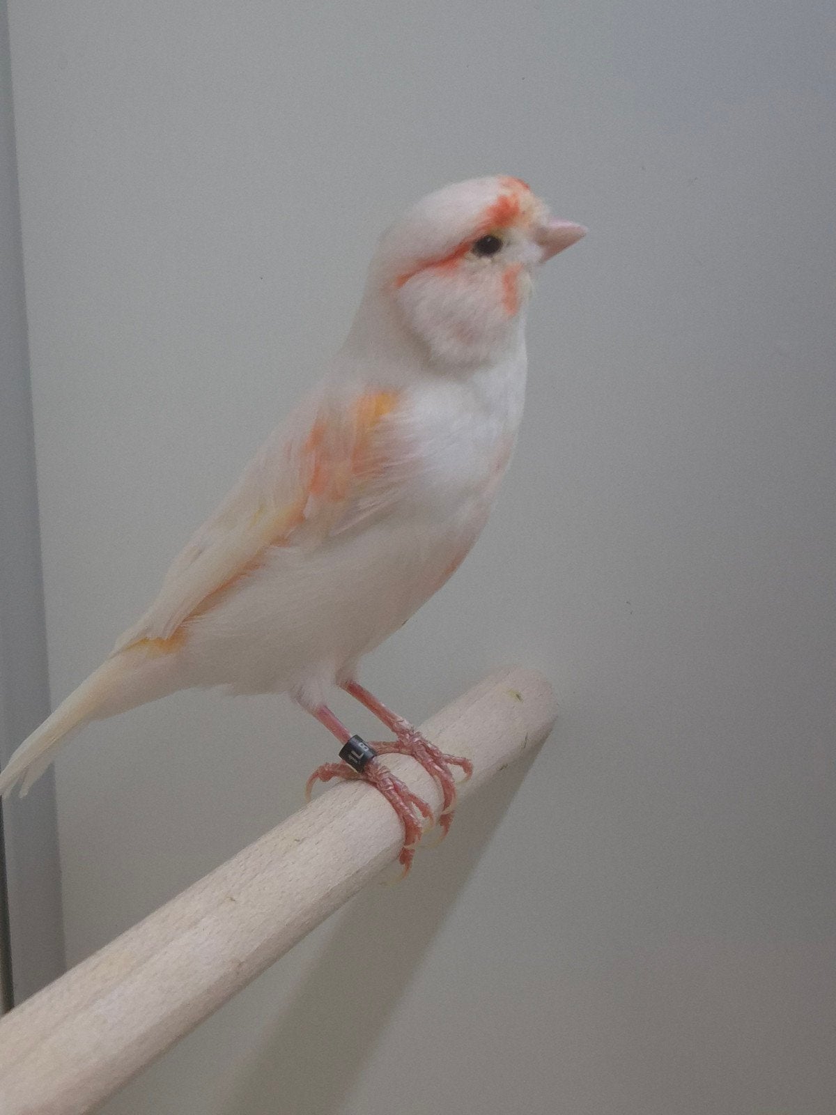 Kanaries Rood mozaiek, Dieren en Toebehoren, Meerdere dieren, Kleurkanarie