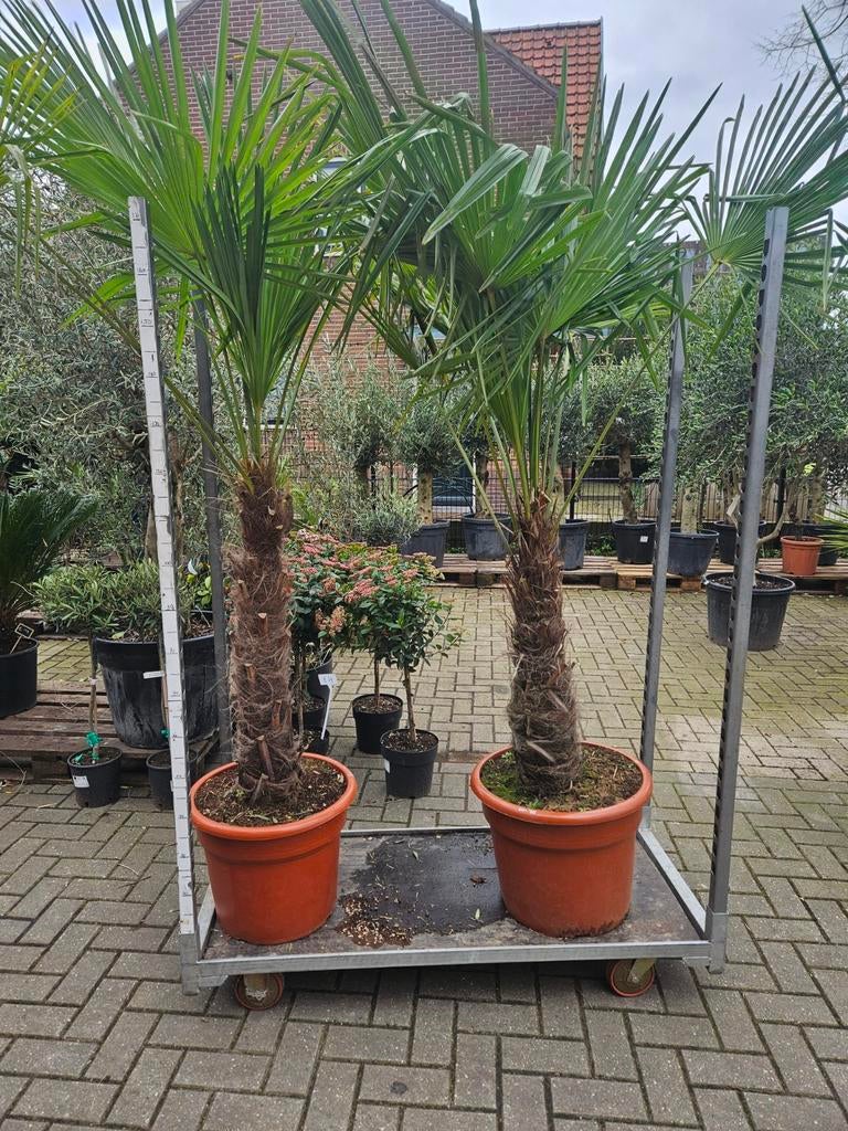 Trachycarpus fortunei: palmboom winterhard, Tuin en Terras, Planten | Bomen, Volle zon, Ophalen of Verzenden, 100 tot 250 cm, Zomer