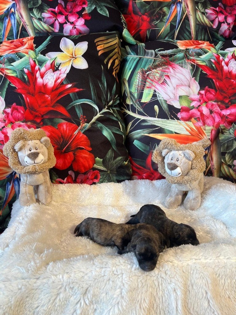 TE KOOP PRACHTIGE CAIRN TERRIËR PUPS, Overige rassen, CDV (hondenziekte), 8 tot 15 weken, Meerdere