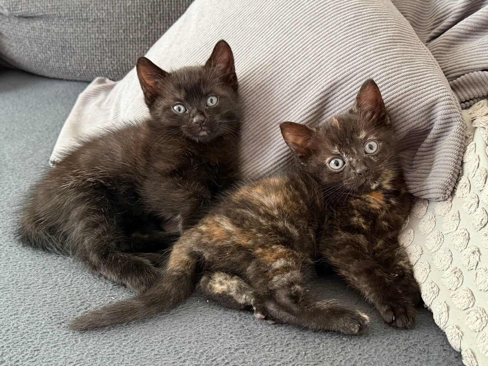 2 lieve kittens (kater & poes), Meerdere dieren