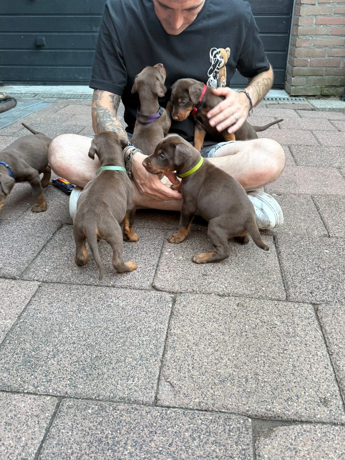 Dobermann pups, Parvo, Overige rassen, 8 tot 15 weken, Meerdere