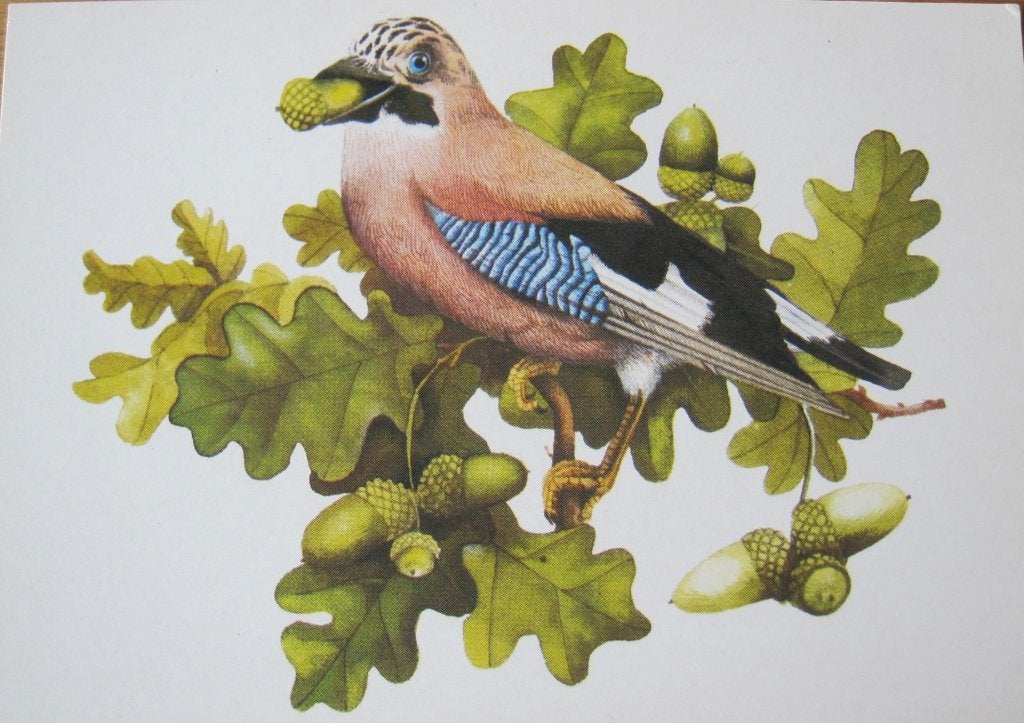Vlaamse gaai - tekening op nieuwe ansichtkaart, Ophalen of Verzenden, 1980 tot heden, Ongelopen, Vogel
