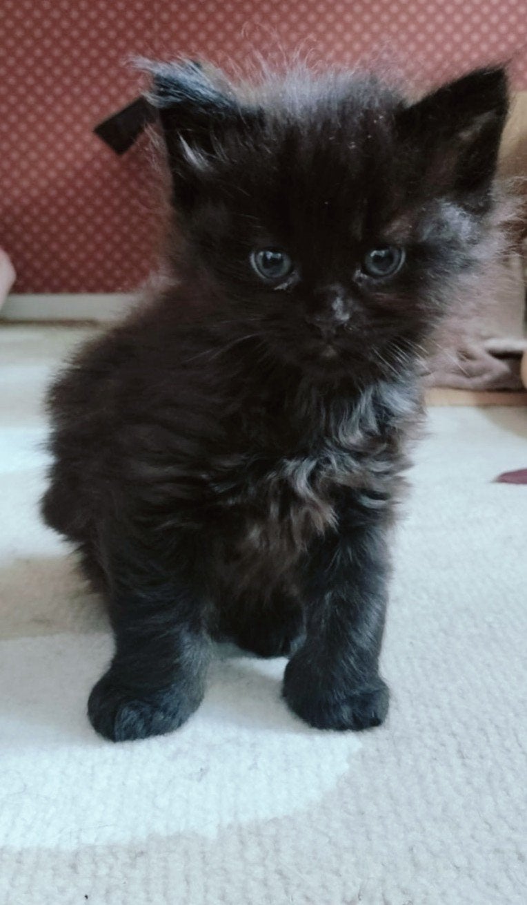 Twee poesjes,mama half maincoon, Dieren en Toebehoren, Poes