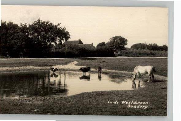 Oudorp In de Westduinen Paard+koeien  st1934 Newo fotokaart
