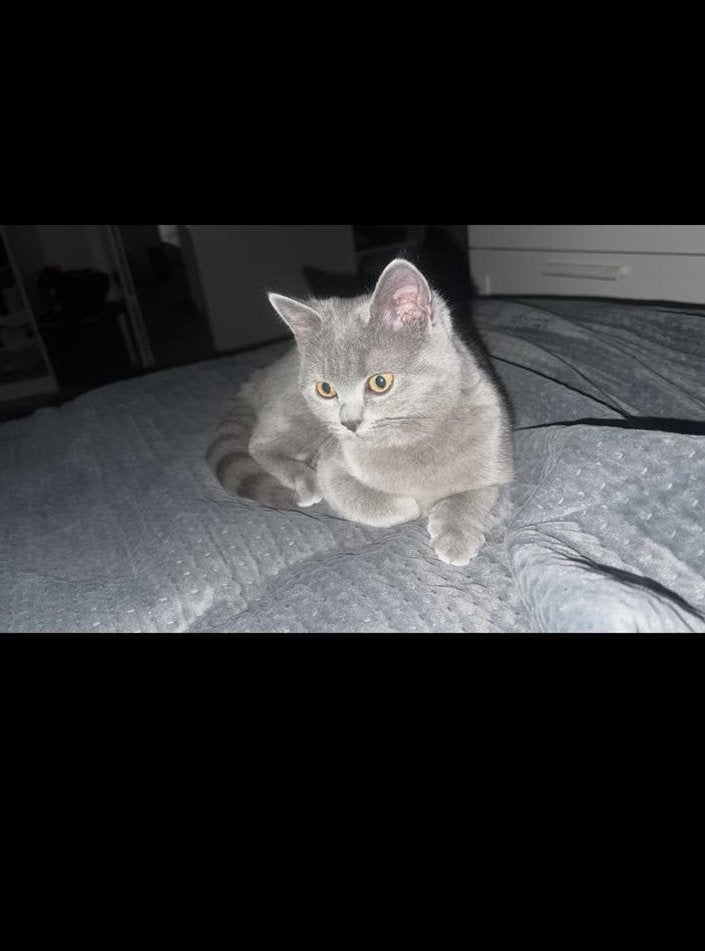 Brits Korthaar Poes, 0 tot 2 jaar
