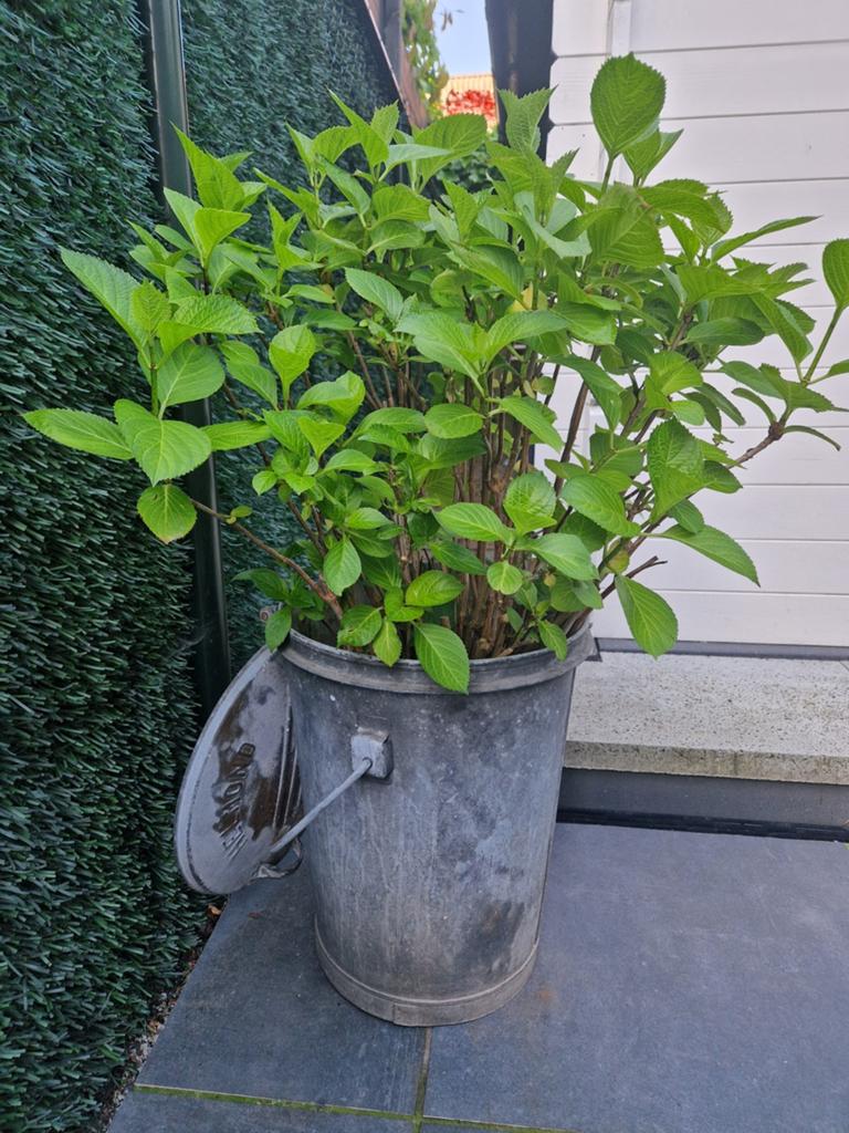 Ouderwetse vuilnisemmer met hortensia, Ophalen, Gebruikt, Minder dan 60 cm, Rond