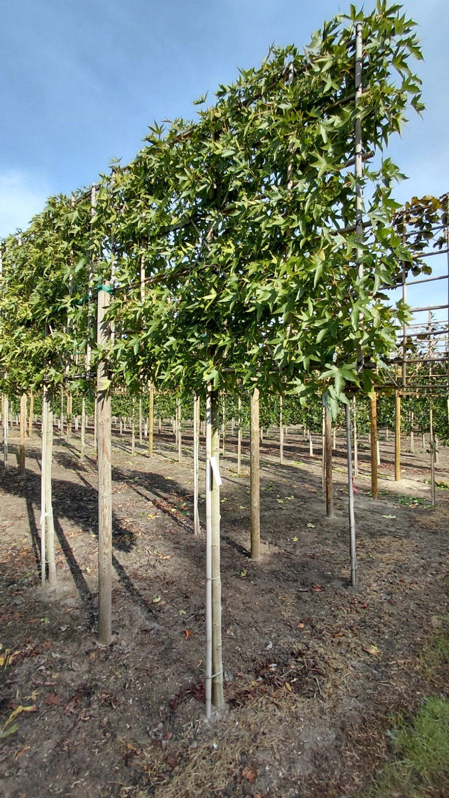 Lei Amberboom - Prachtige Herfstverkleuring, Ophalen, Volle zon, Leiboom, 100 tot 250 cm