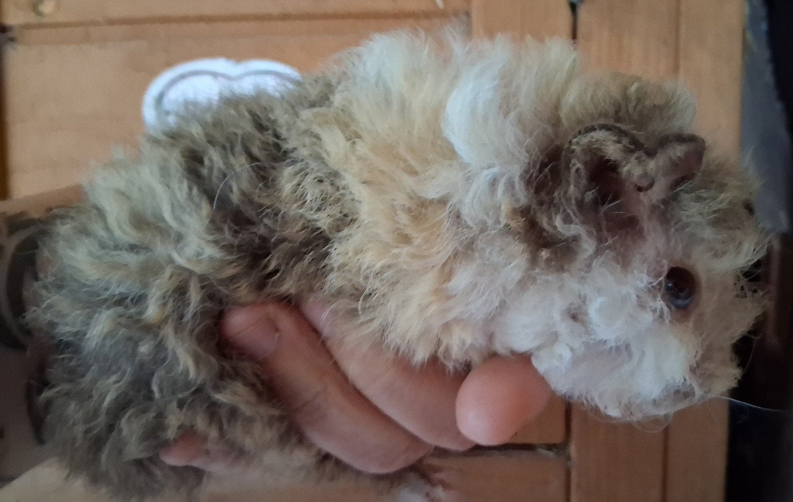 2 lunkarya baby beertjes, Dieren en Toebehoren, Augustus, Mannelijk, Cavia
