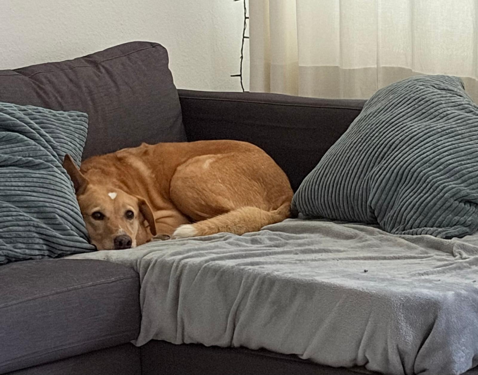 adoptant/ gastgezin gezocht voor Mia, Dieren en Toebehoren, 6 jaar of ouder, Particulier, Buitenland, Teef