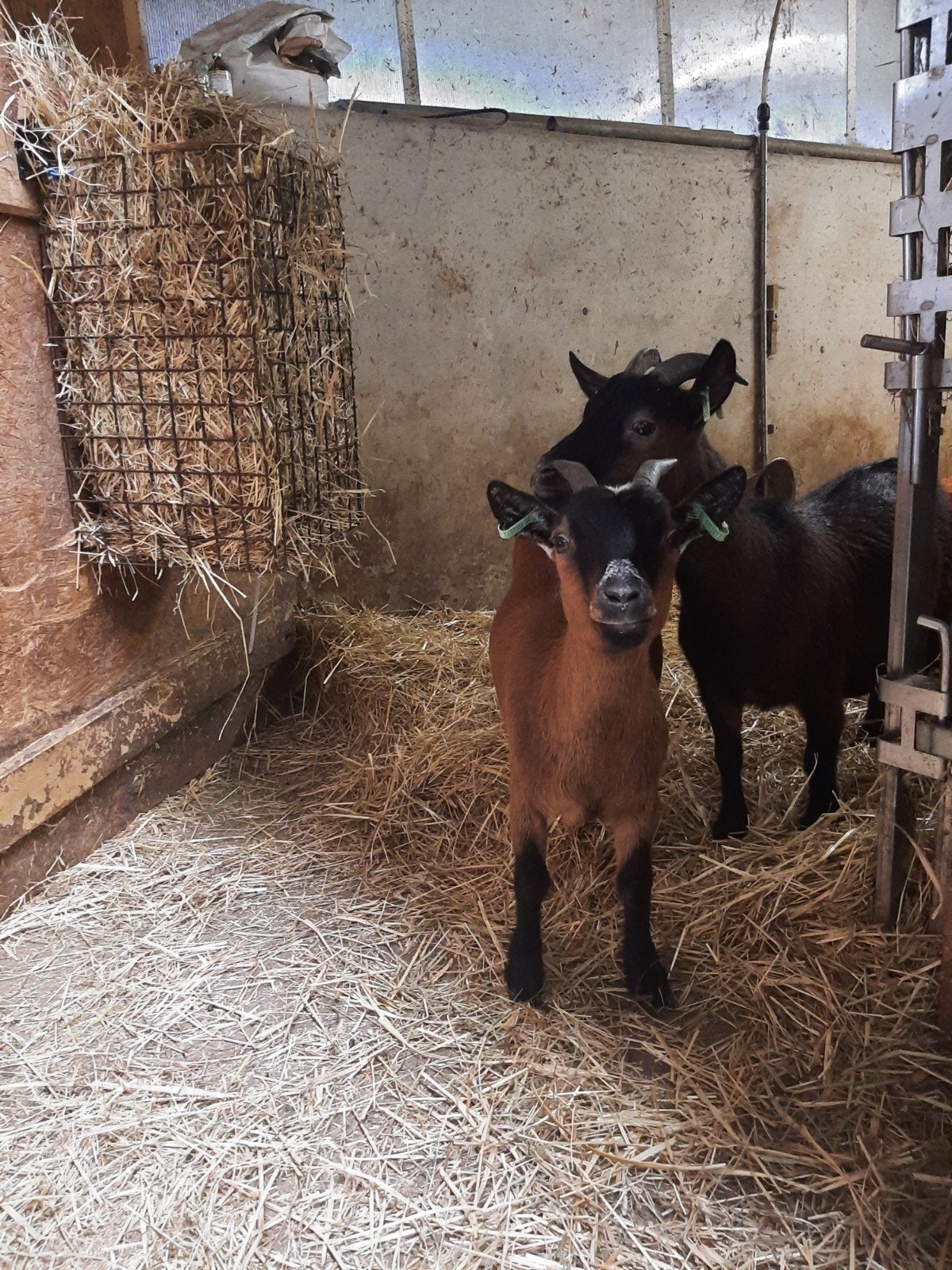 Twee mooie dwerggeiten, Dieren en Toebehoren, Vrouwelijk, Geit, 0 tot 2 jaar