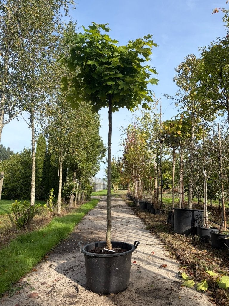 Bolesdoorn Bolboom  outlet, Lente, 250 tot 400 cm, Ophalen, Volle zon