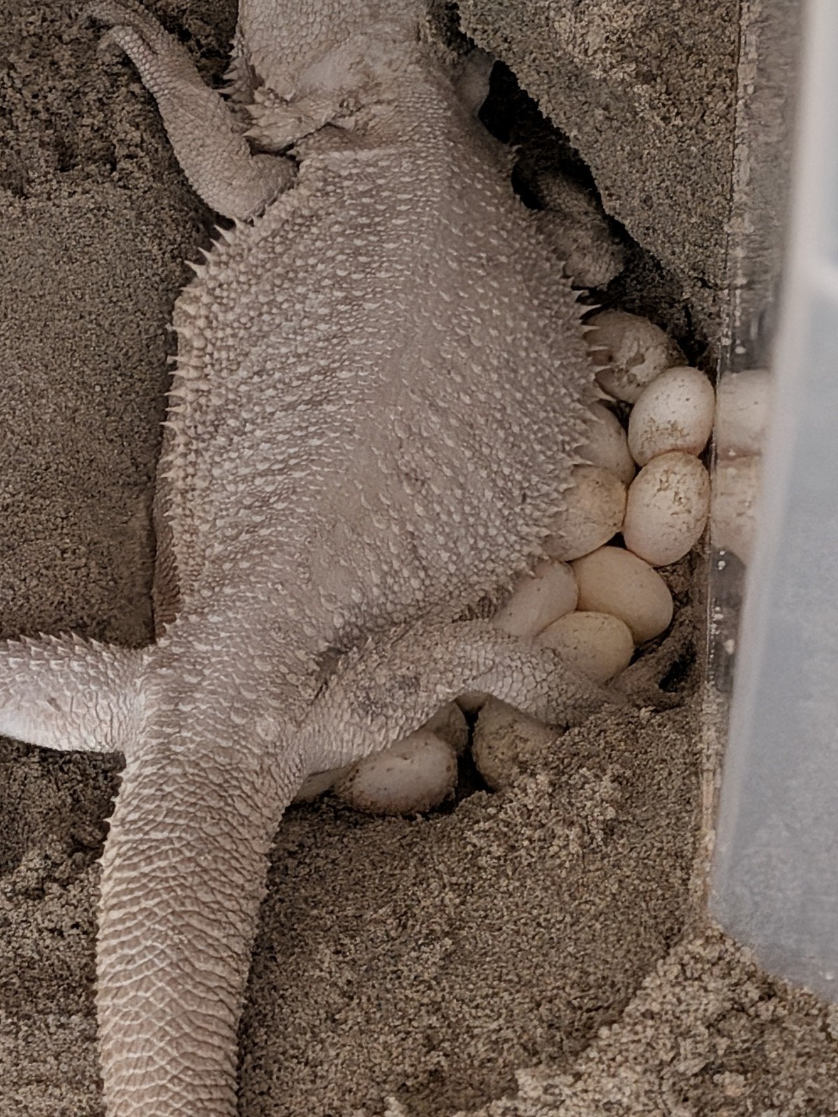 uromastyx, xenagama Taylori, pogona vitticeps Bearded Dragon photo 24