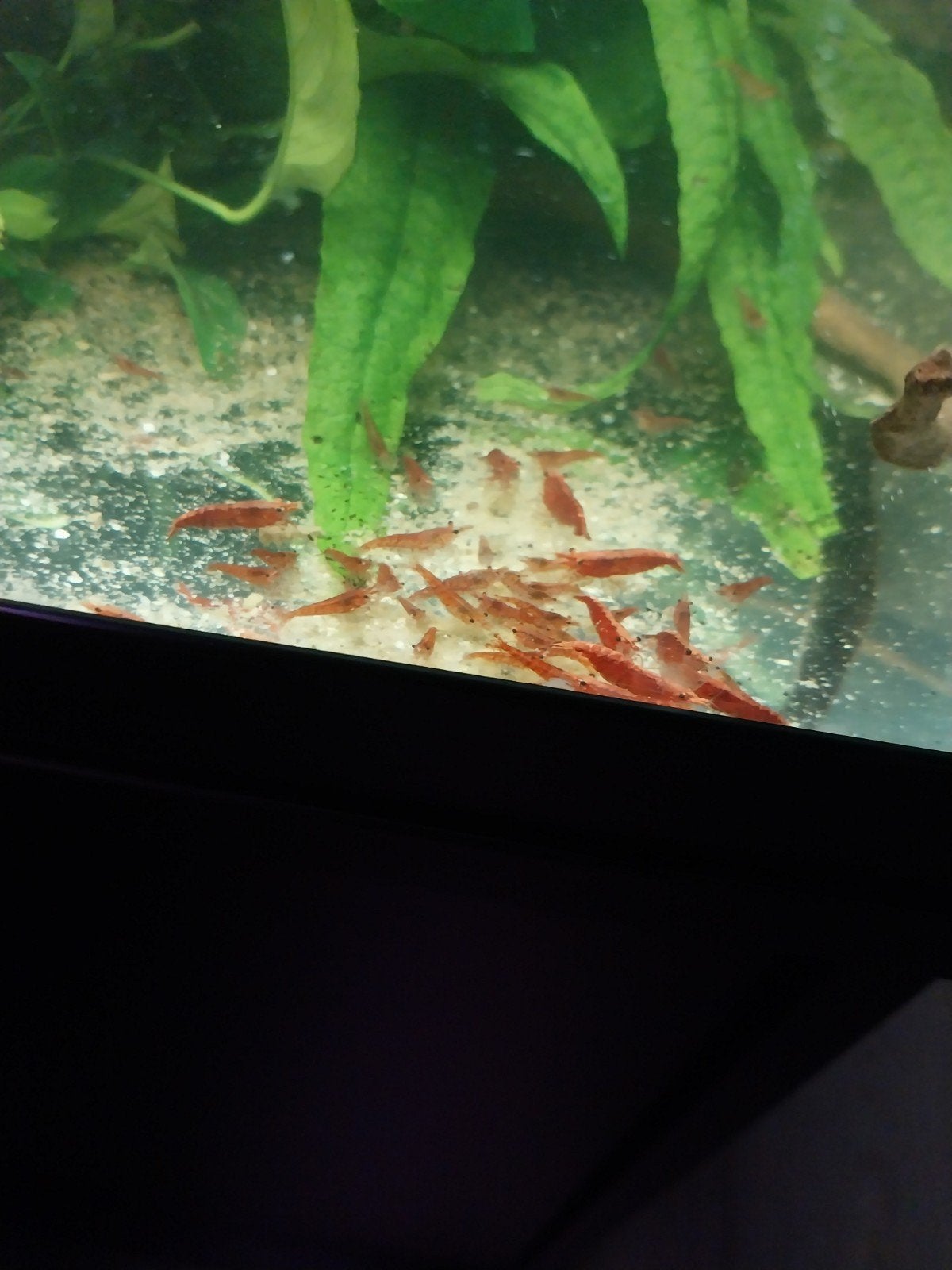 Ongeveer 300 rode garnalen, Dieren en Toebehoren, Vissen | Aquariumvissen, Kreeft, Krab of Garnaal