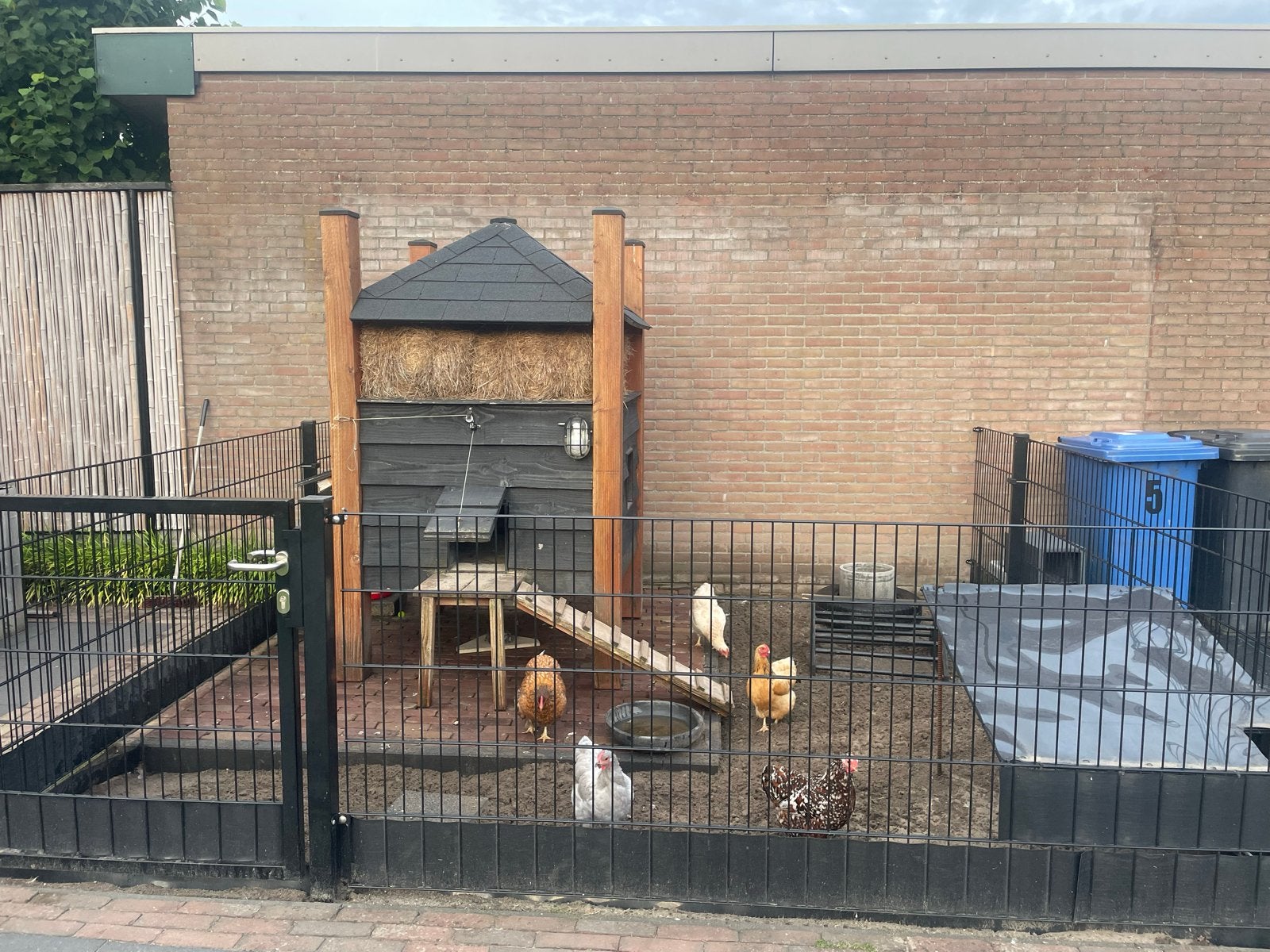 Kippen hok incl hek en 5 kippen, Dieren en Toebehoren, Pluimvee | Toebehoren, Ophalen, Zo goed als nieuw, Kippenhok of Kippenren