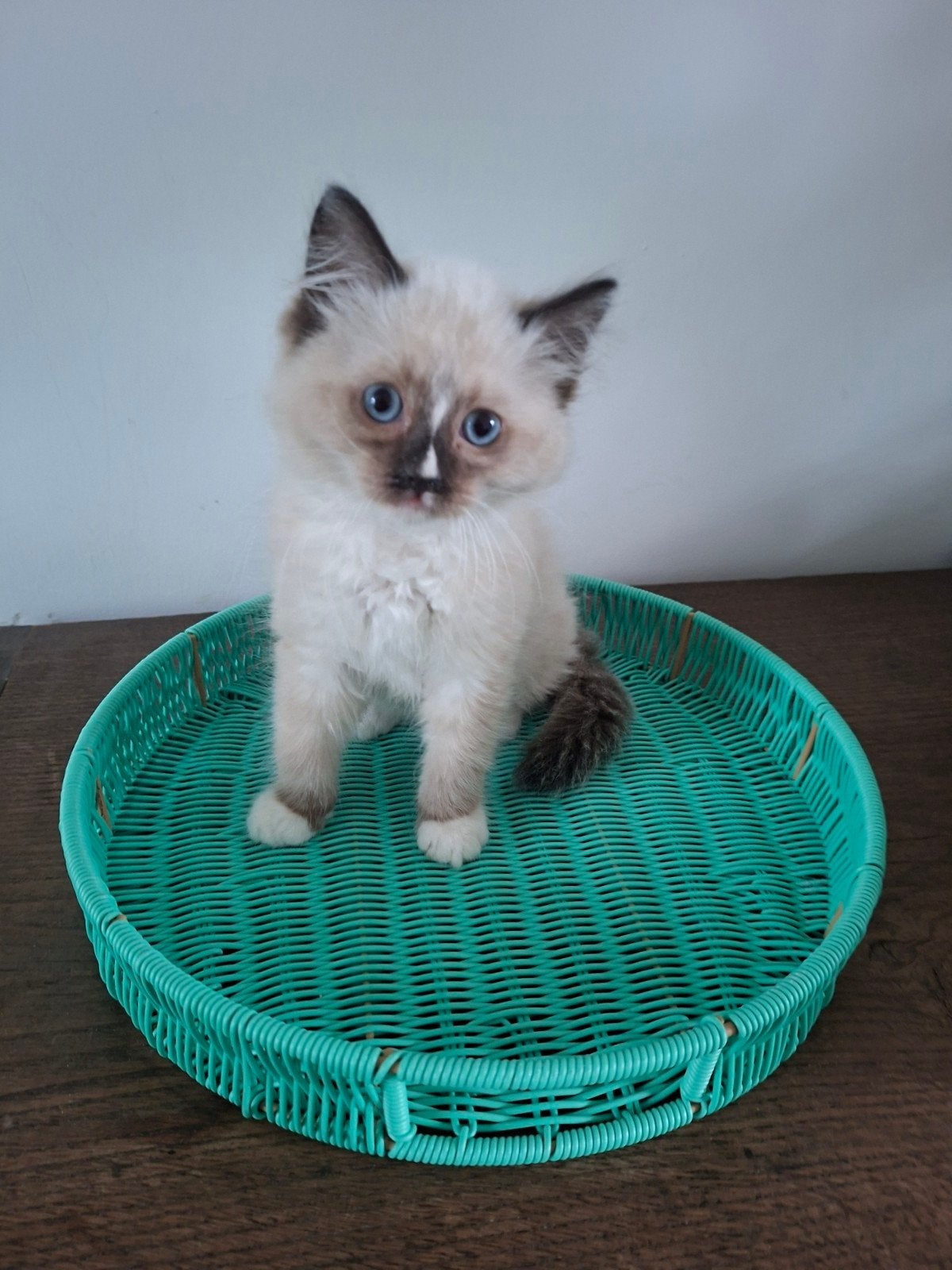 Ragdoll kittens