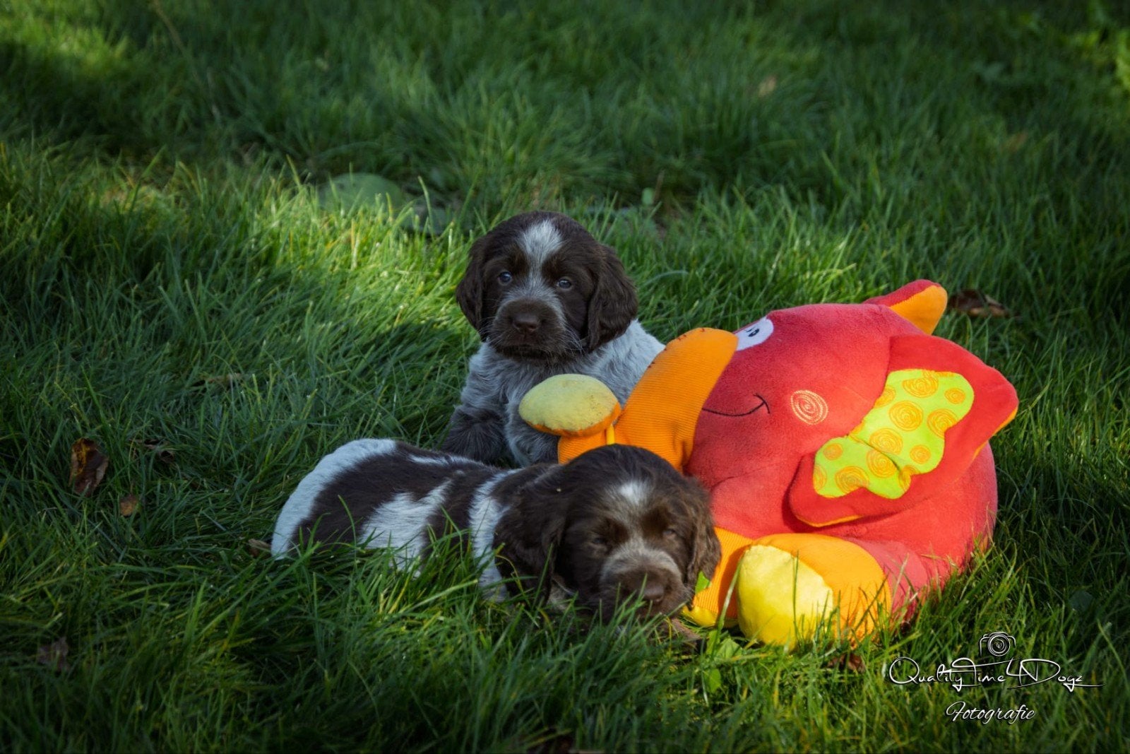 Duitse staande langhaar pups, Dieren en Toebehoren, Duitse Staande hond, 8 tot 15 weken, Meerdere, Meerdere dieren