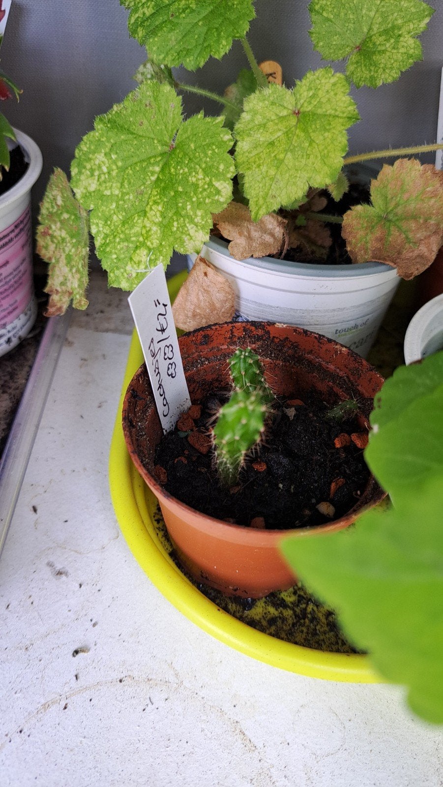 Cactusjes, Ophalen, Overige soorten, Volle zon