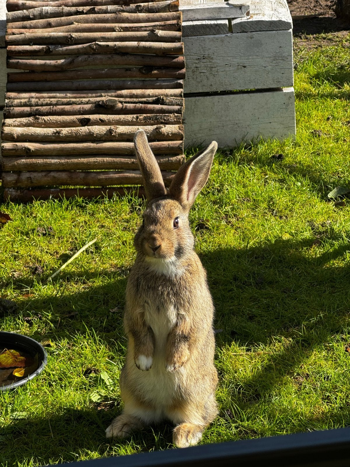 Leuk koppeltje (vrouwtjes) baby konijntjes. 9 weken, Dieren en Toebehoren, Vrouwelijk, Middelgroot, 0 tot 2 jaar