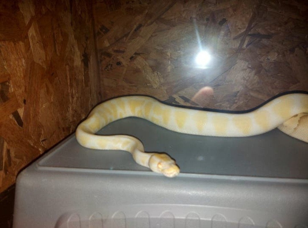 Koppel Ball Pythons Ball Python photo 3