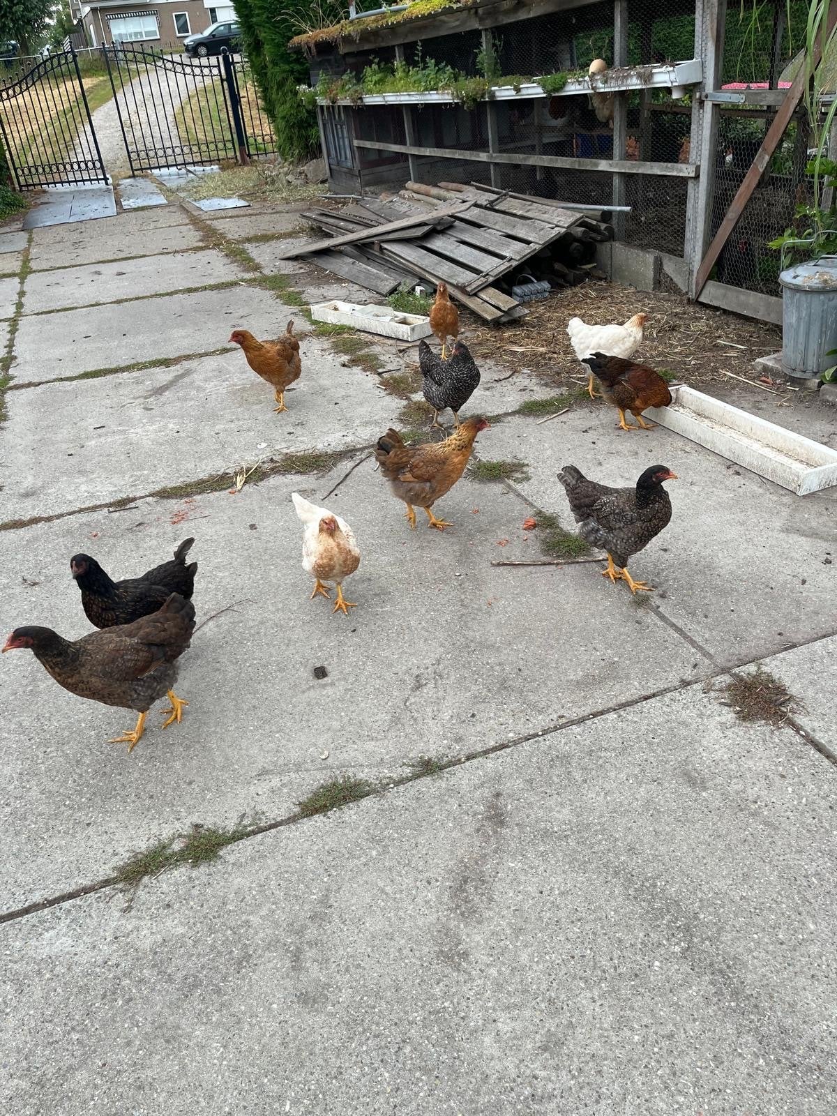 Jonge leghennen, Dieren en Toebehoren, Vrouwelijk, Kip