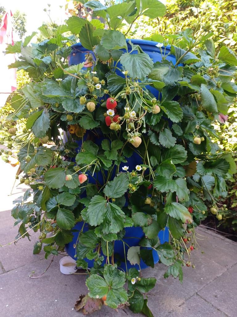 Aardbeien Toren / Planten Toren / Regenton, Tuin en Terras, Bloembakken en Plantenbakken, Ophalen, Kunststof, Gebruikt, Minder dan 60 cm