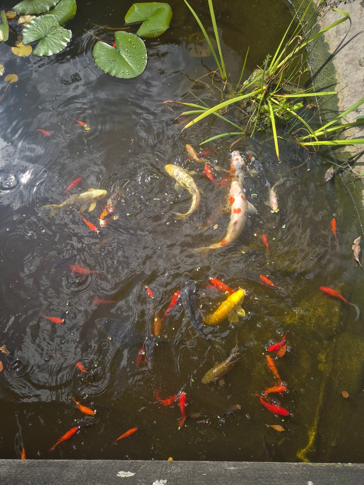 7 karpers, Dieren en Toebehoren, Vissen | Vijvervissen, Karper of Koi
