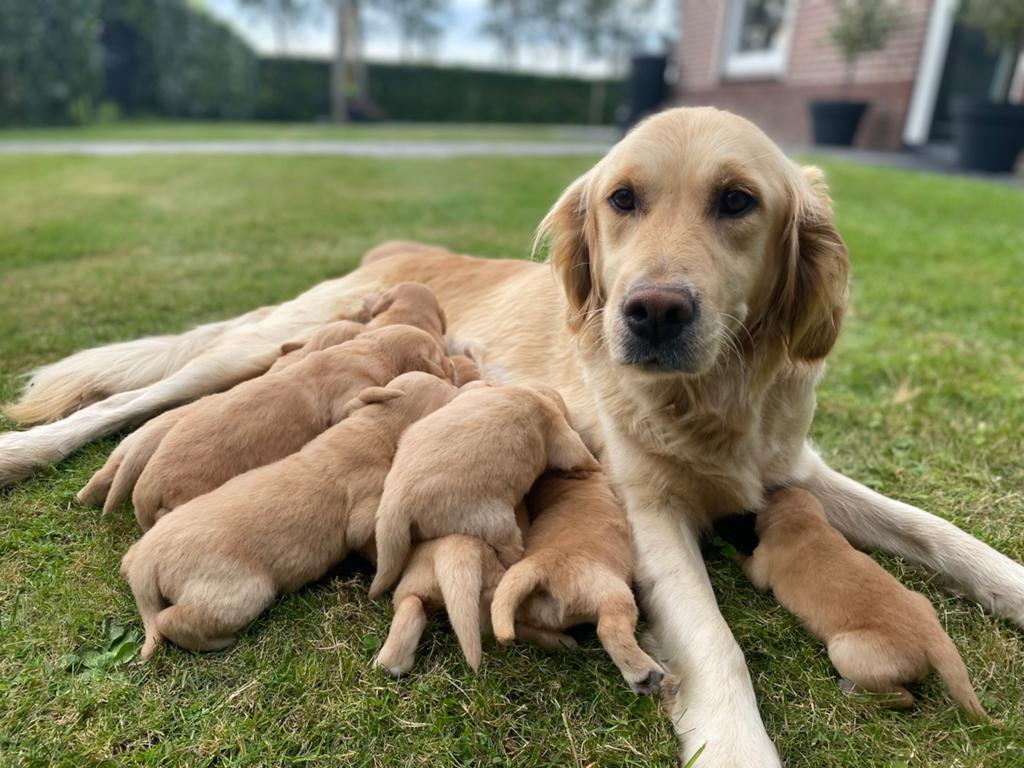 Lieve pups te koop!, Dieren en Toebehoren, Honden | Retrievers, Spaniëls en Waterhonden, Golden retriever, 8 tot 15 weken, Parvo