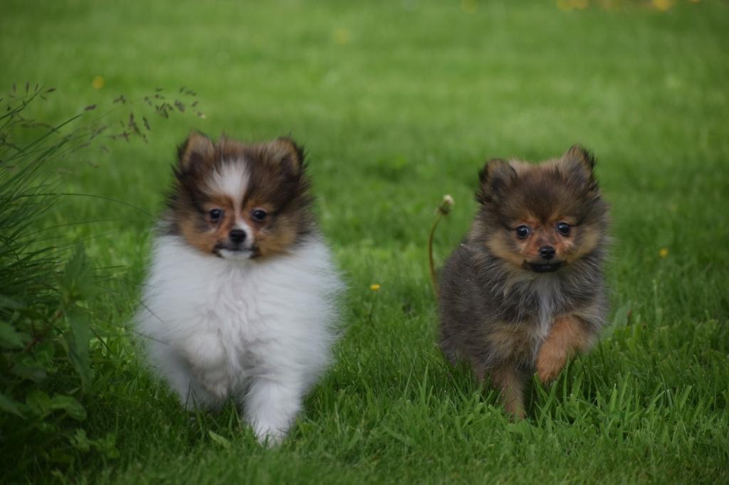 Pomeriaan,keeshond,dwergkees pup, Dieren en Toebehoren, Parvo, Keeshond, 15 weken tot 1 jaar, Buitenland