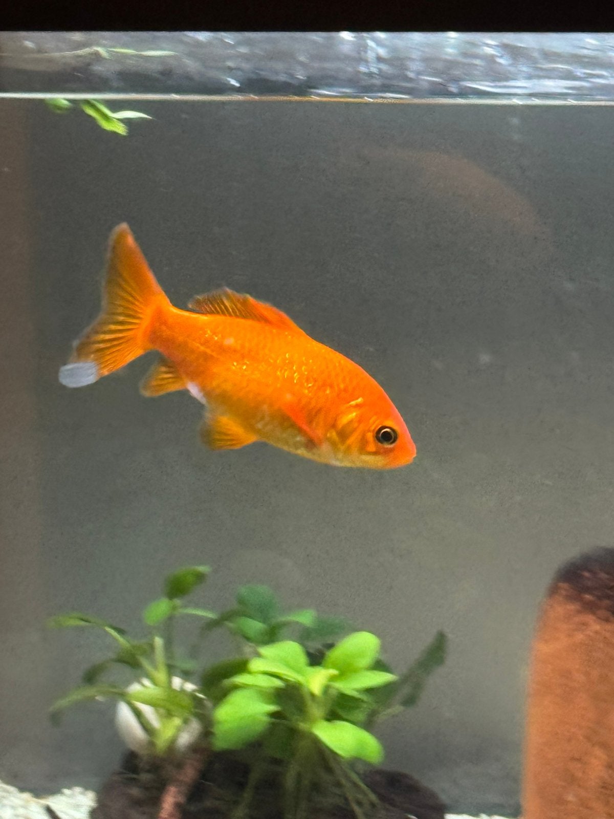 Goudvis/vijvervis, Dieren en Toebehoren, Vis