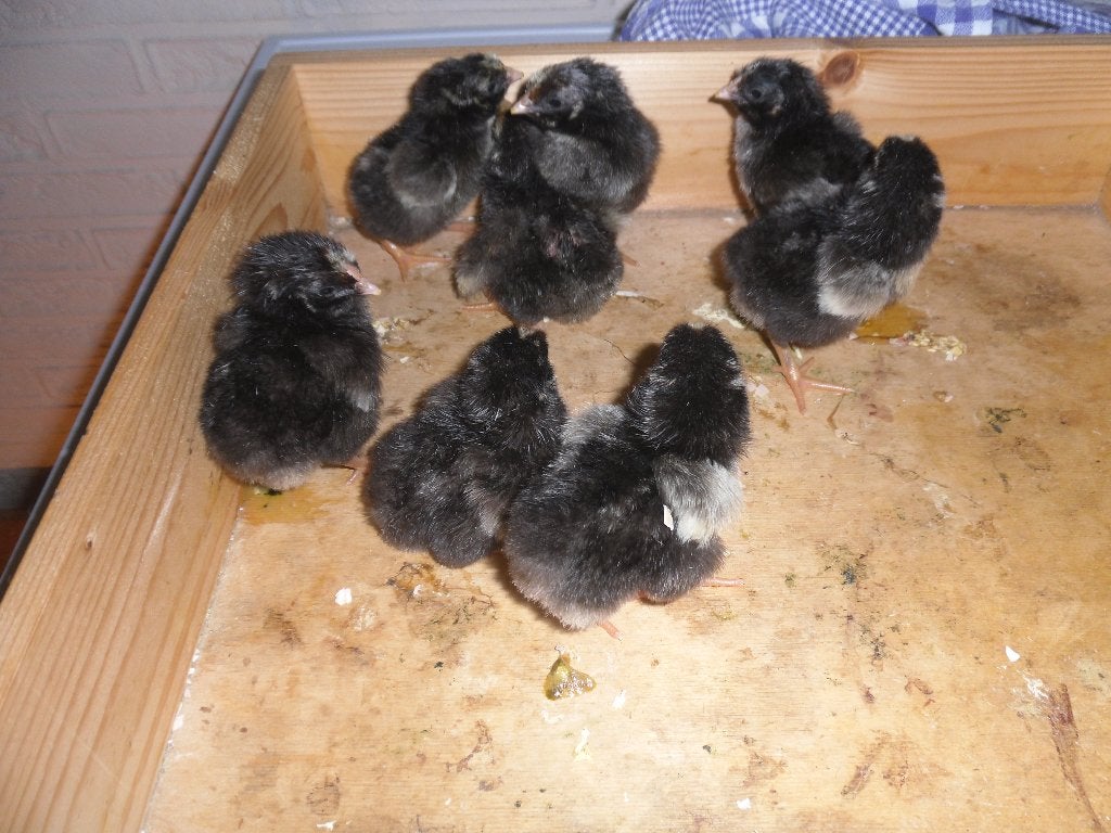 t.k. Wyandotte kuikens groot zilver zwart gezoomd, Dieren en Toebehoren, Pluimvee, Meerdere dieren, Kip